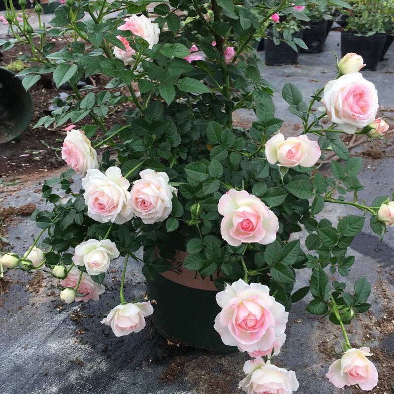 What size pot for roses