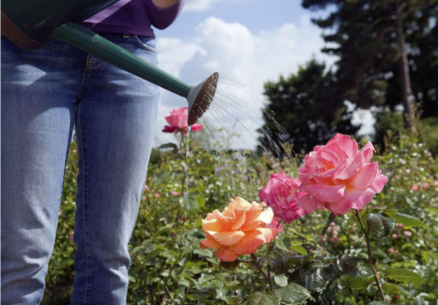 What do overwatered roses look like